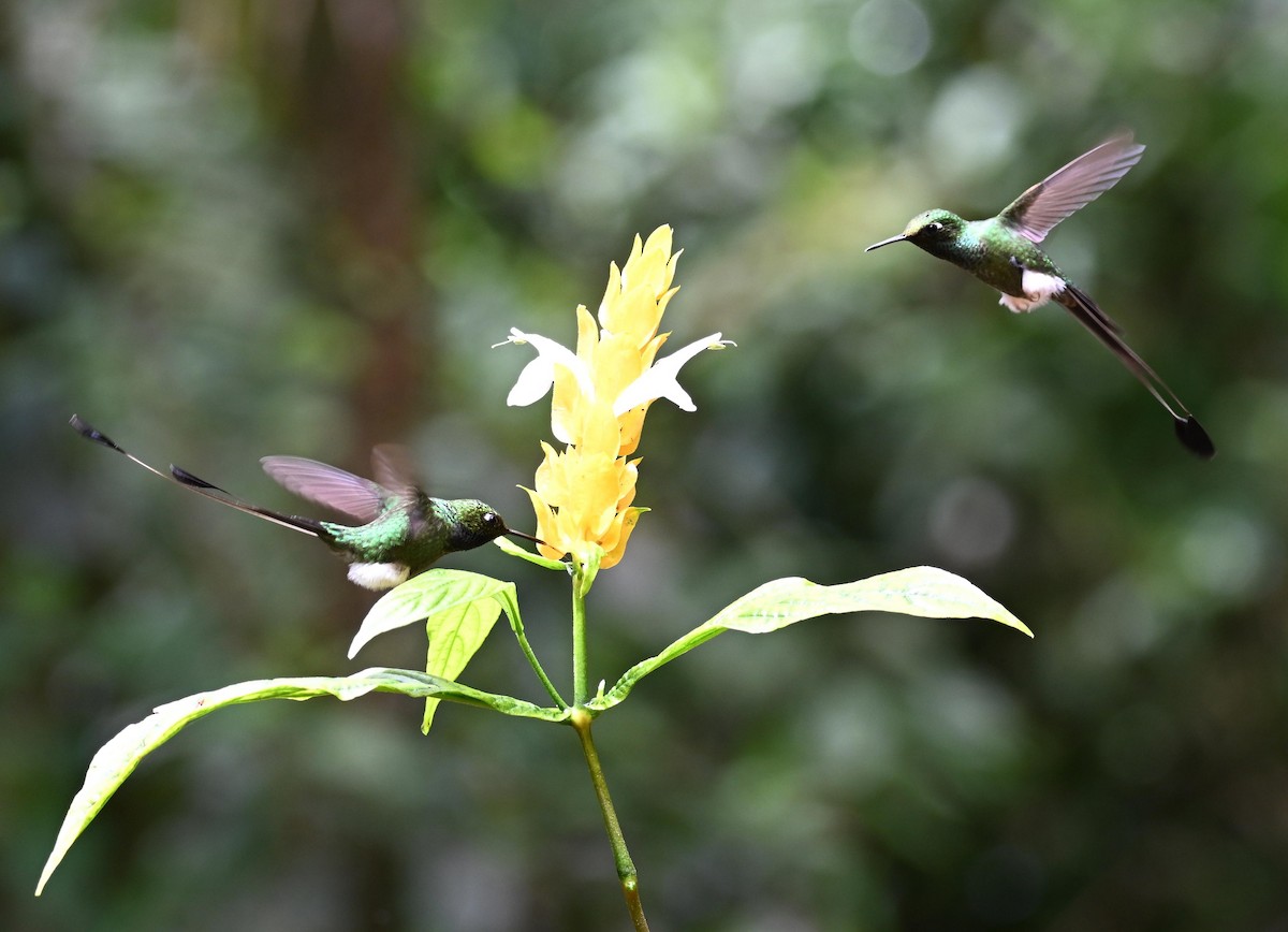 White-booted Racket-tail - ML645561074