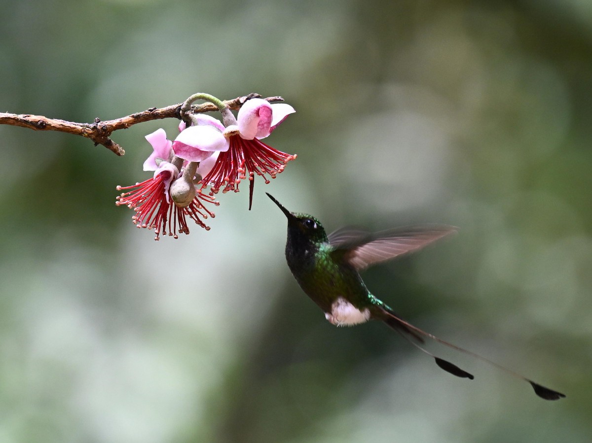 White-booted Racket-tail - ML645561075