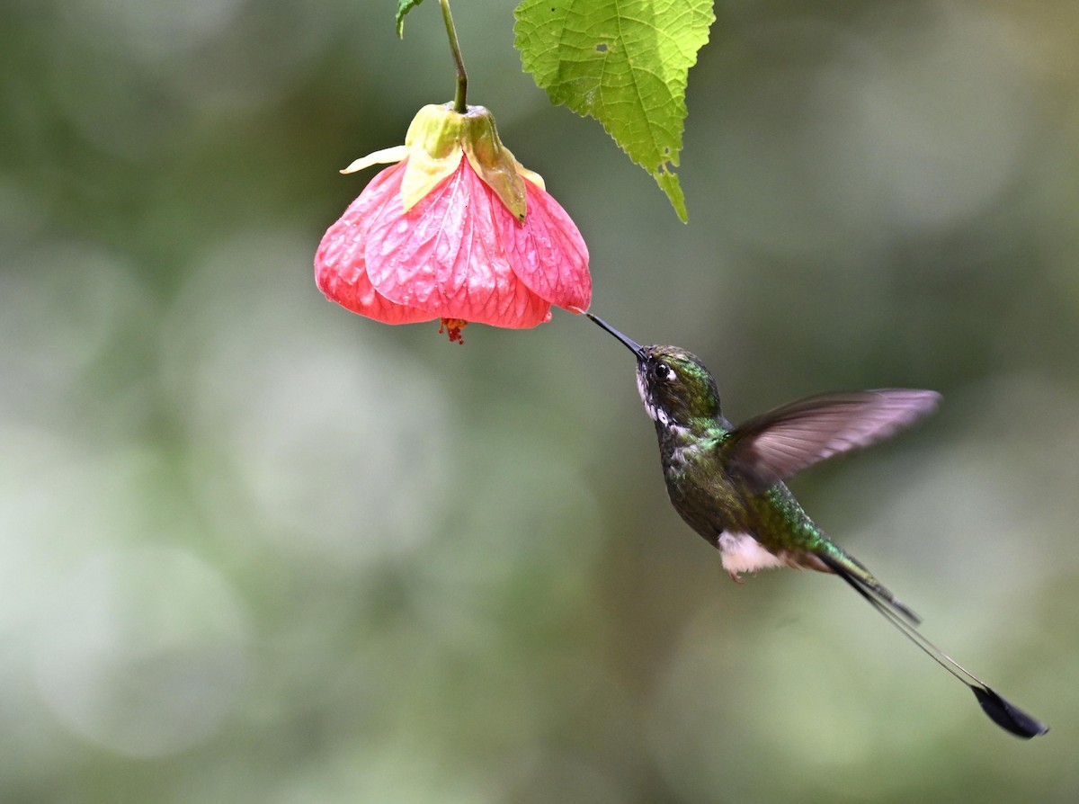 White-booted Racket-tail - ML645561079