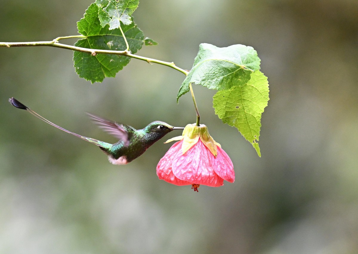 White-booted Racket-tail - ML645561080