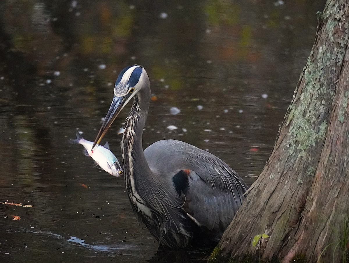 オオアオサギ - ML645561081