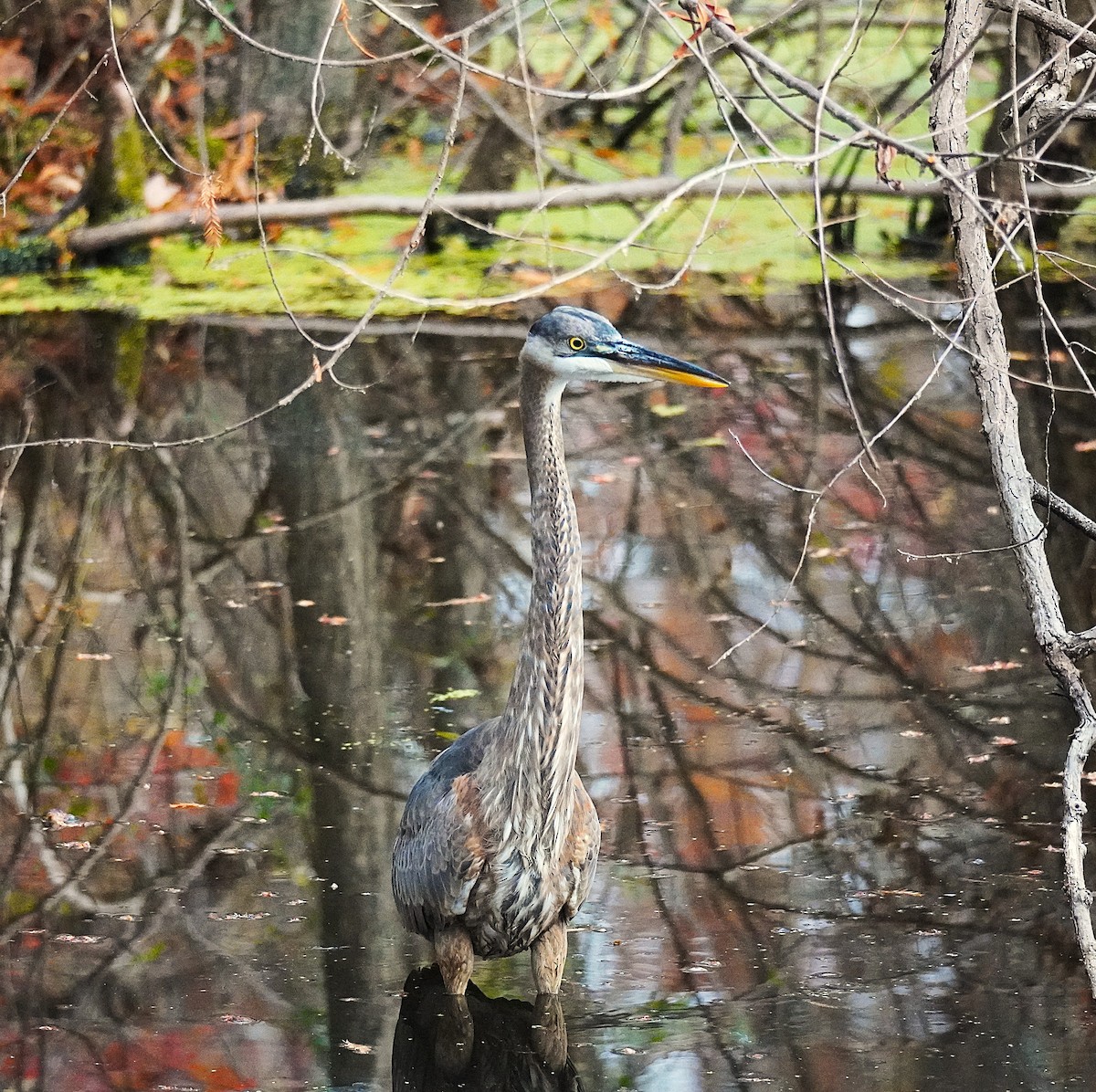 オオアオサギ - ML645561082