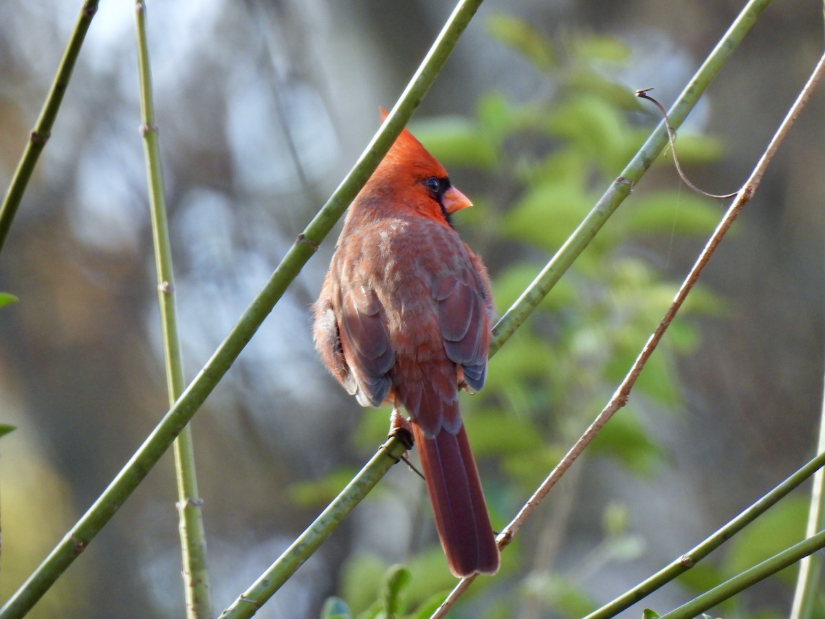 Northern Cardinal - ML645561085