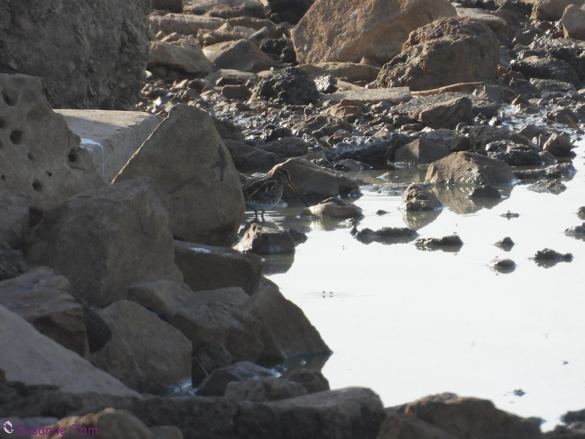 Agachadiza Común - ML645561086