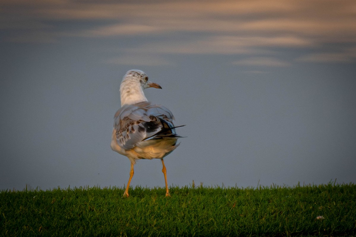Slender-billed Gull - ML645561096