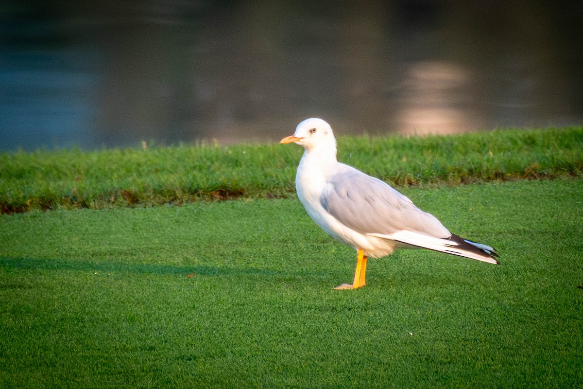 Slender-billed Gull - ML645561097