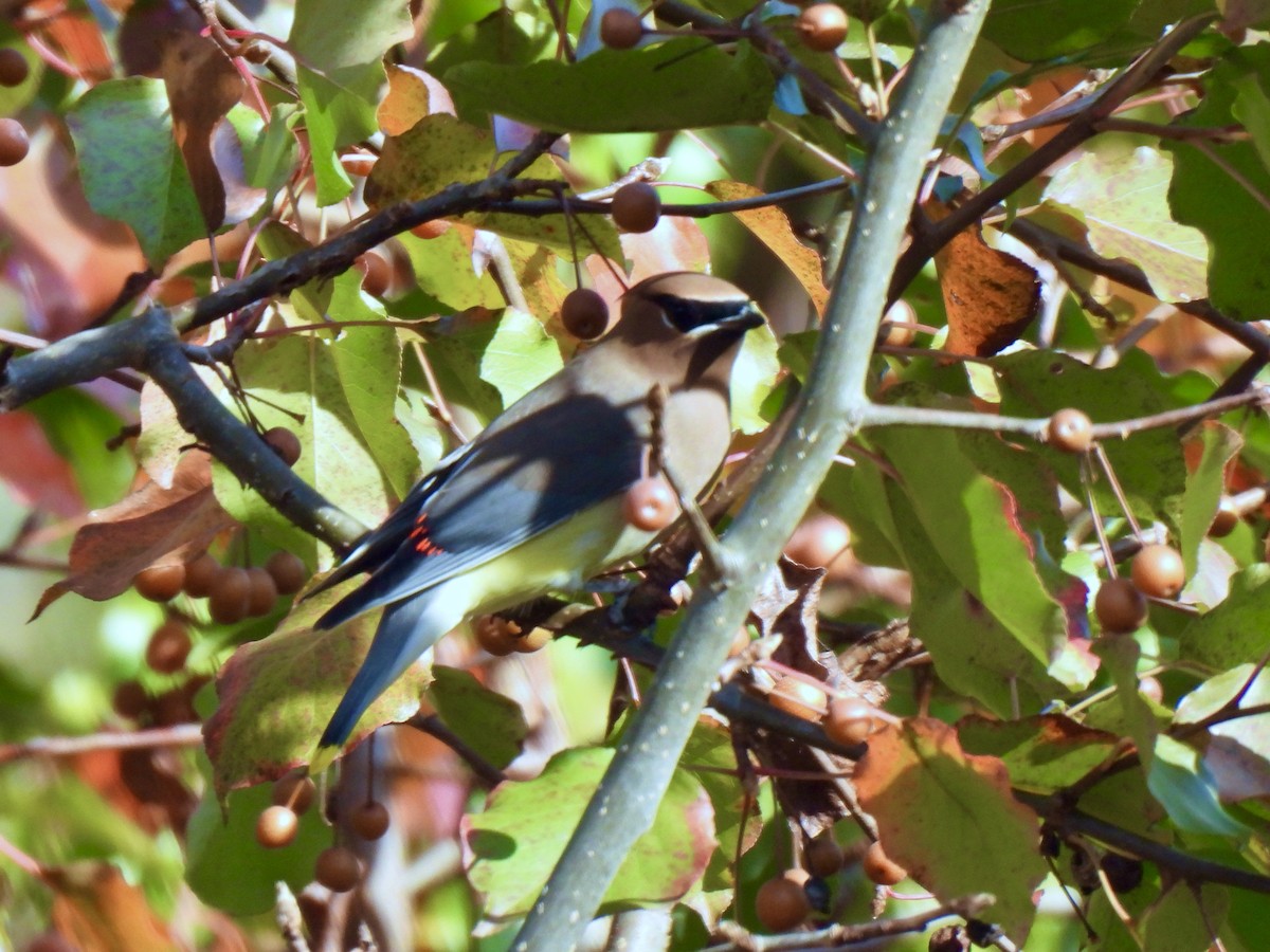 Cedar Waxwing - ML645561104