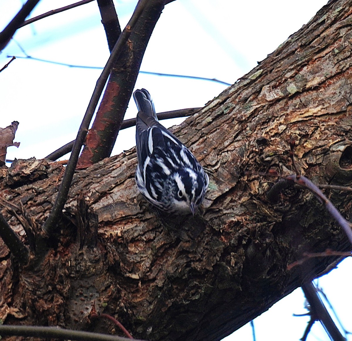 シロクロアメリカムシクイ - ML645561127