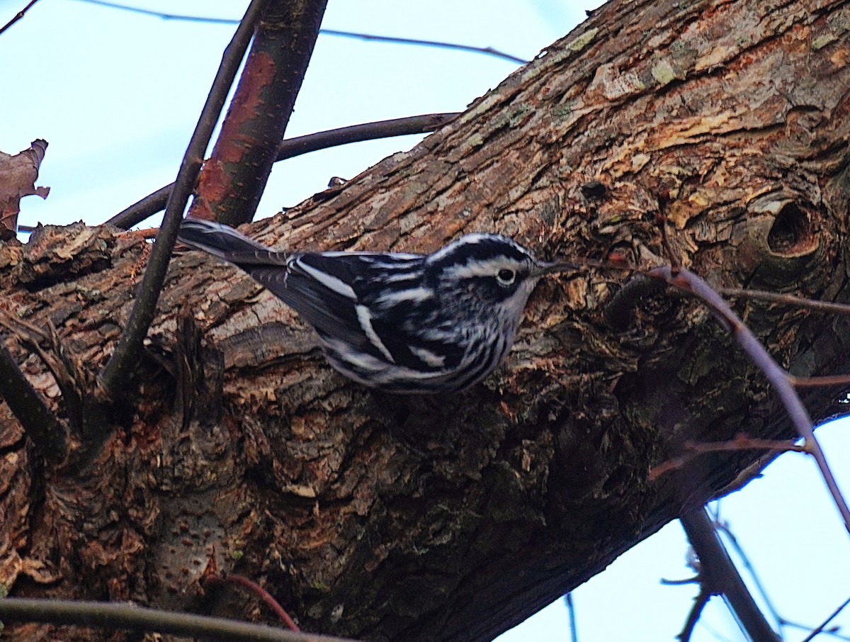 シロクロアメリカムシクイ - ML645561128