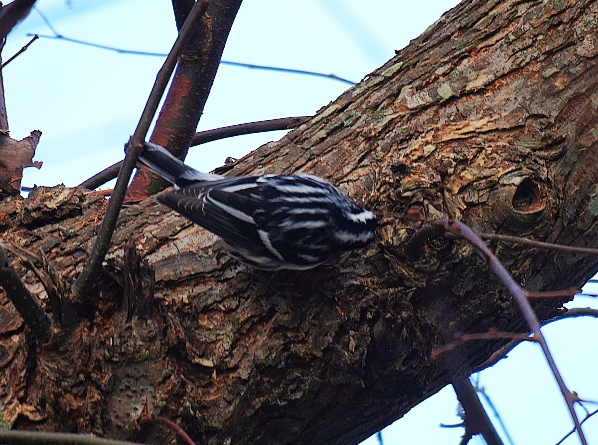 シロクロアメリカムシクイ - ML645561129