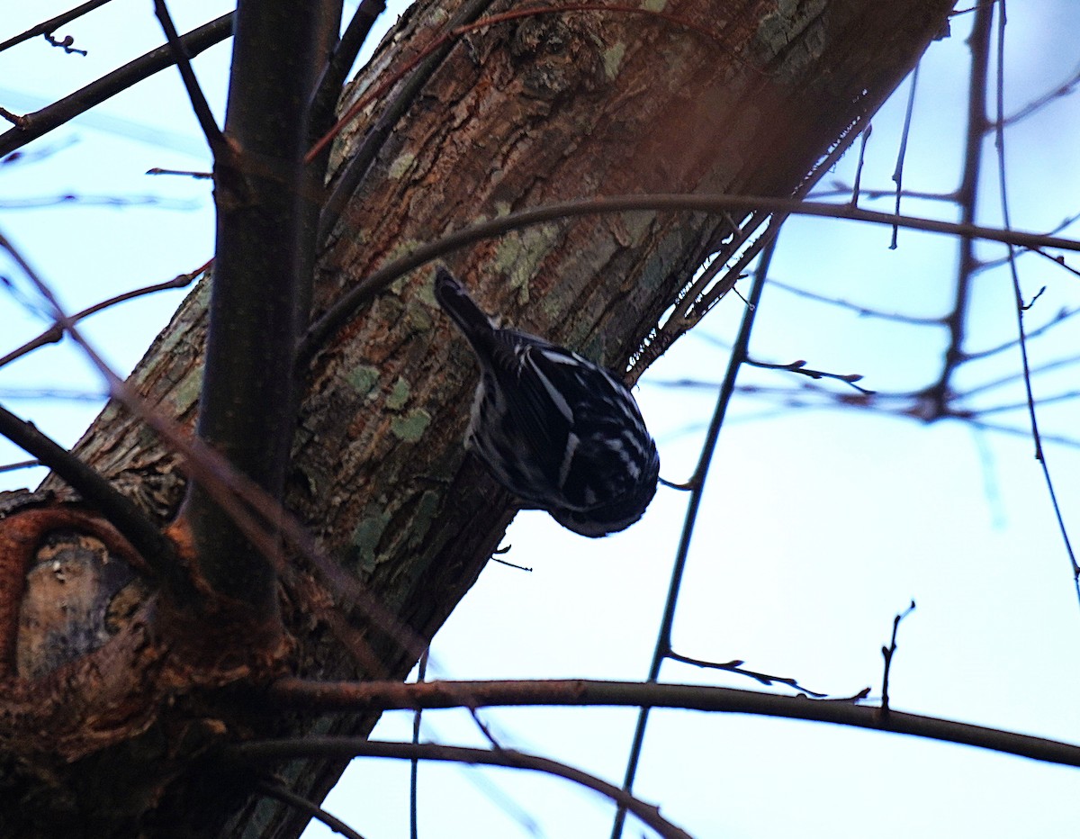 シロクロアメリカムシクイ - ML645561130