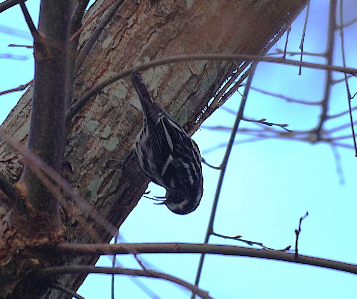 シロクロアメリカムシクイ - ML645561131