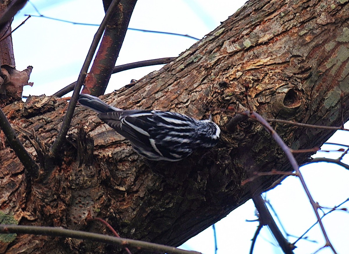 シロクロアメリカムシクイ - ML645561132