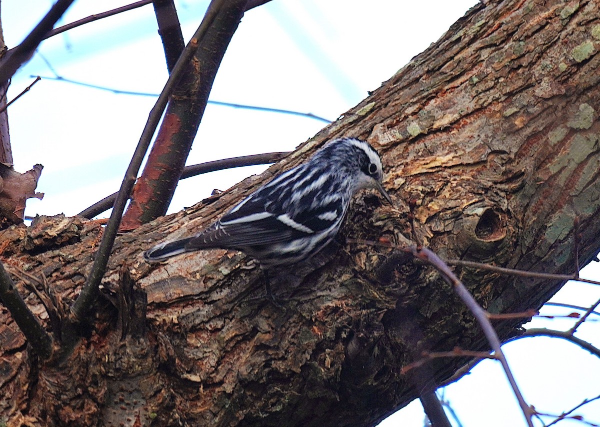 シロクロアメリカムシクイ - ML645561134