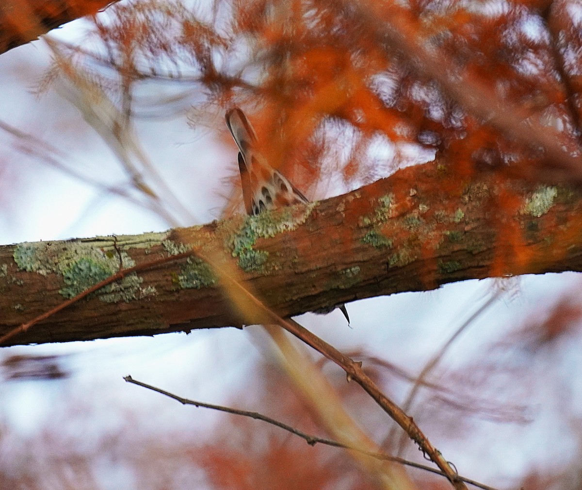 シロクロアメリカムシクイ - ML645561135