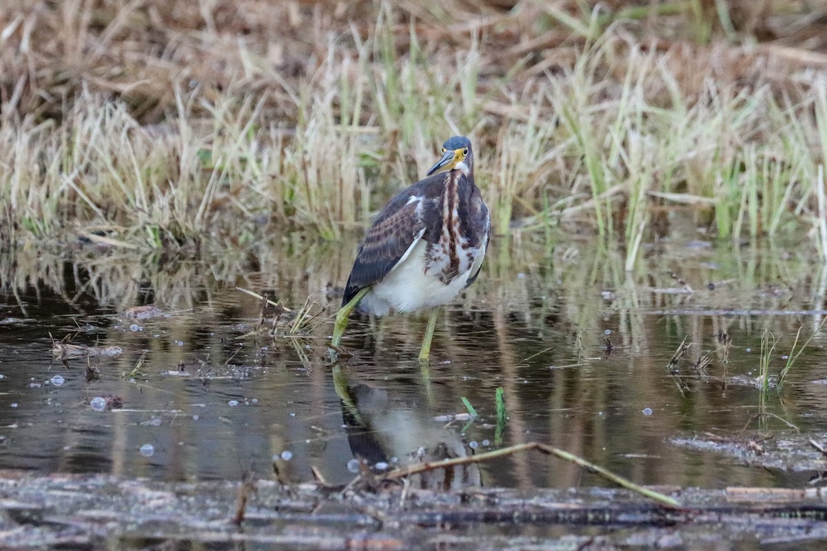 Tricolored Heron - ML645561141