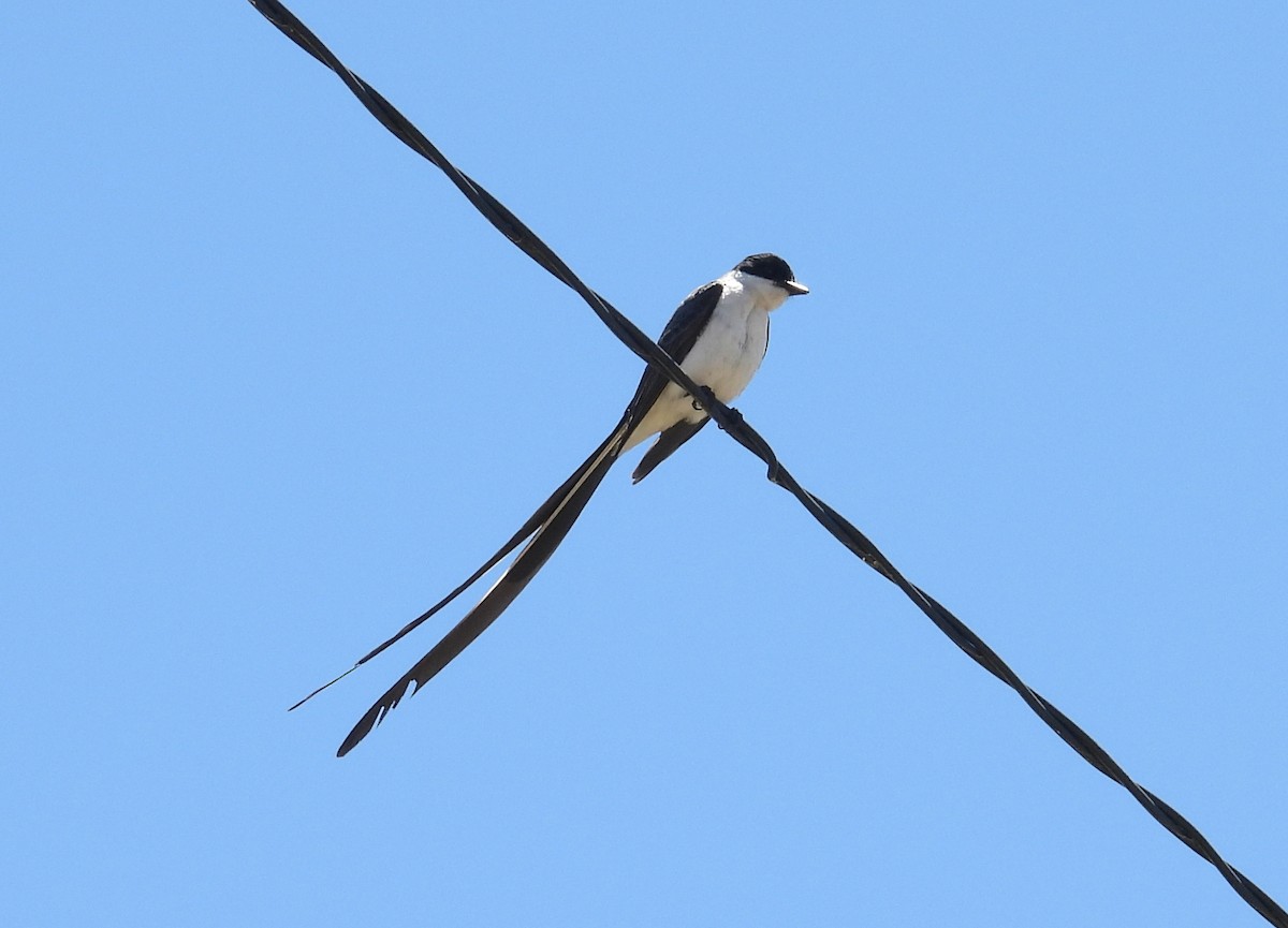 Fork-tailed Flycatcher - ML645561142