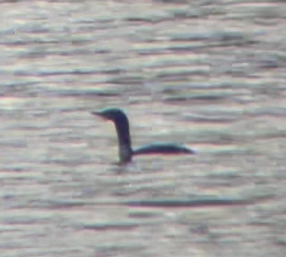 Red-throated Loon - ML645561146