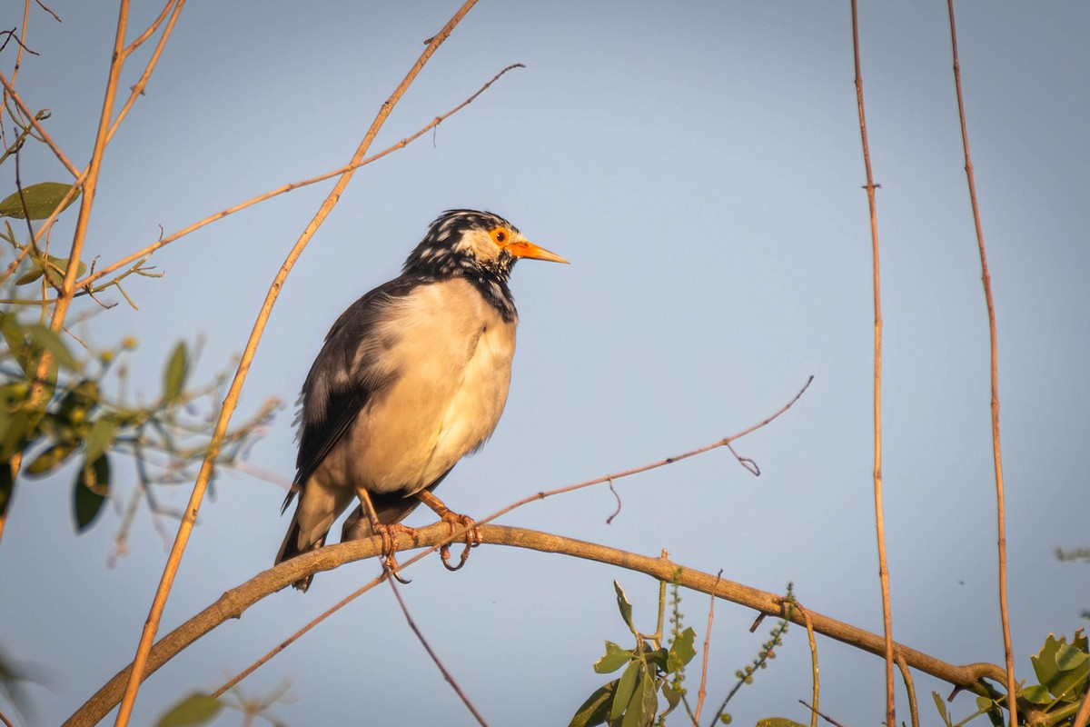 Indian Pied Starling - ML645561152
