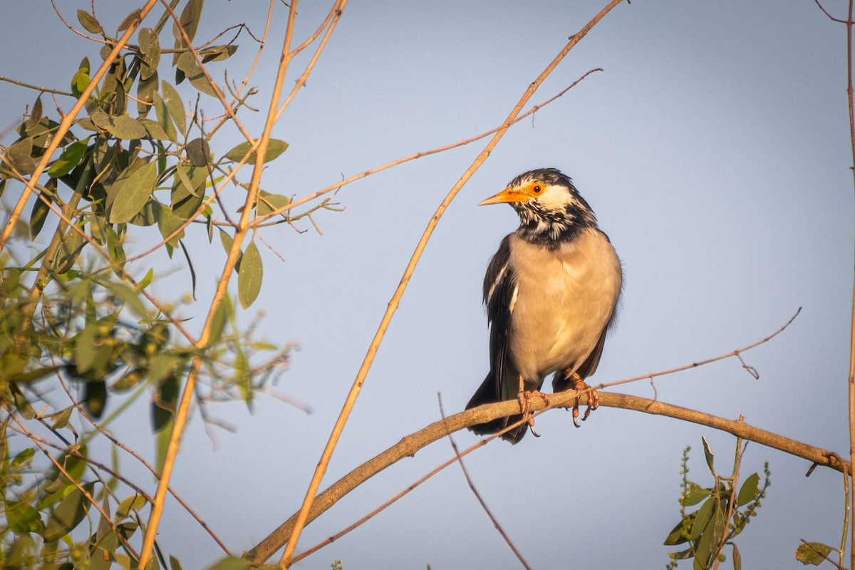 Indian Pied Starling - ML645561153