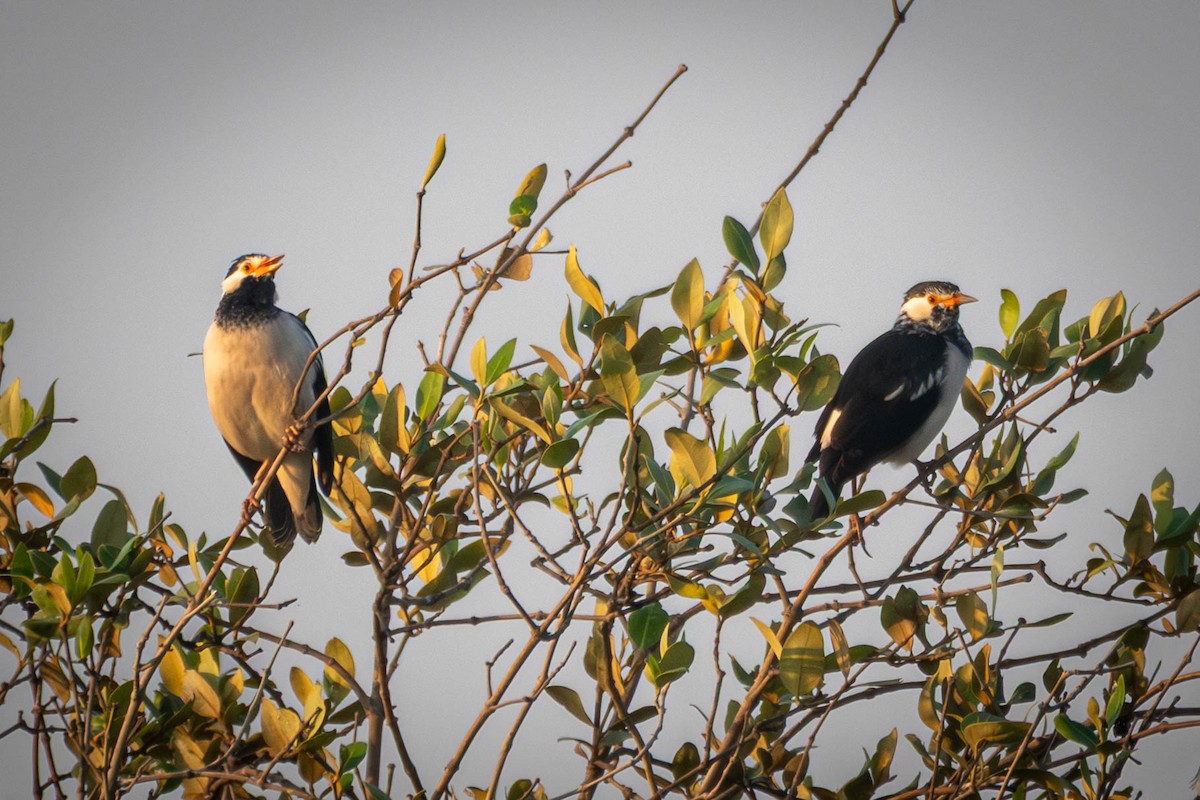 Indian Pied Starling - ML645561154