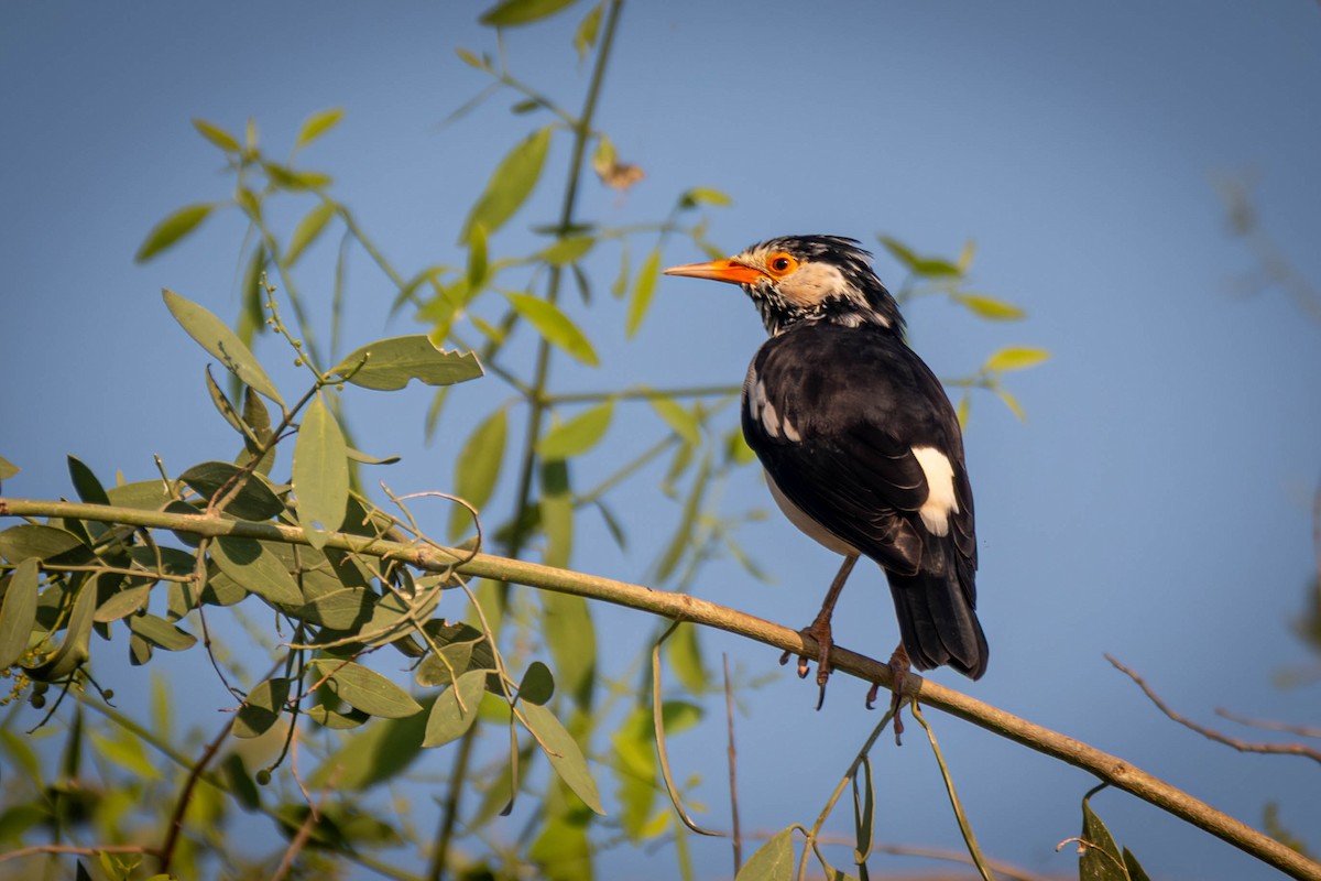 Indian Pied Starling - ML645561155