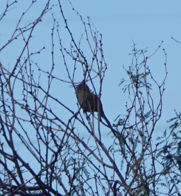 Crissal Thrasher - ML645561170