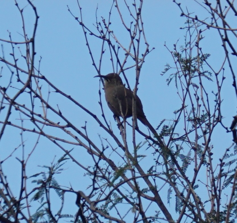 Crissal Thrasher - ML645561171