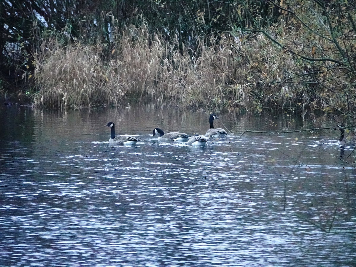 小加拿大雁 - ML645561174