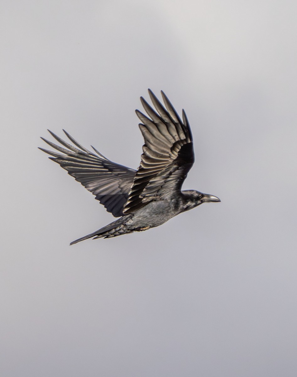 עורב שחור - ML645561192