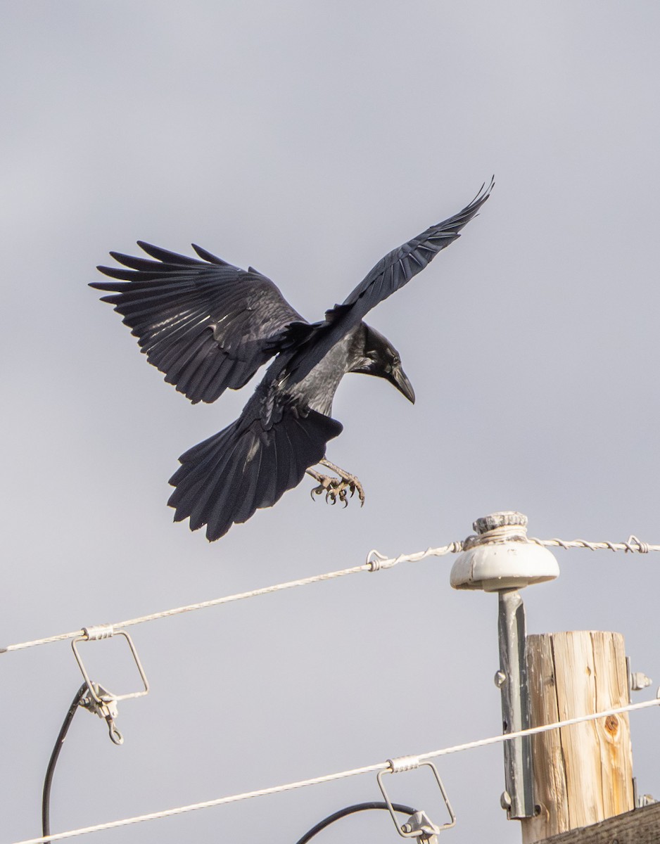 עורב שחור - ML645561193