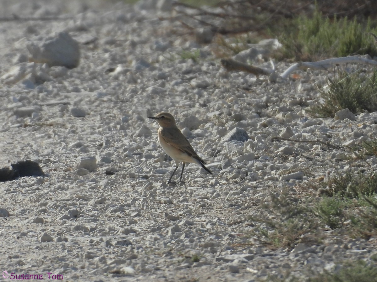 Collalba Isabel - ML645561210