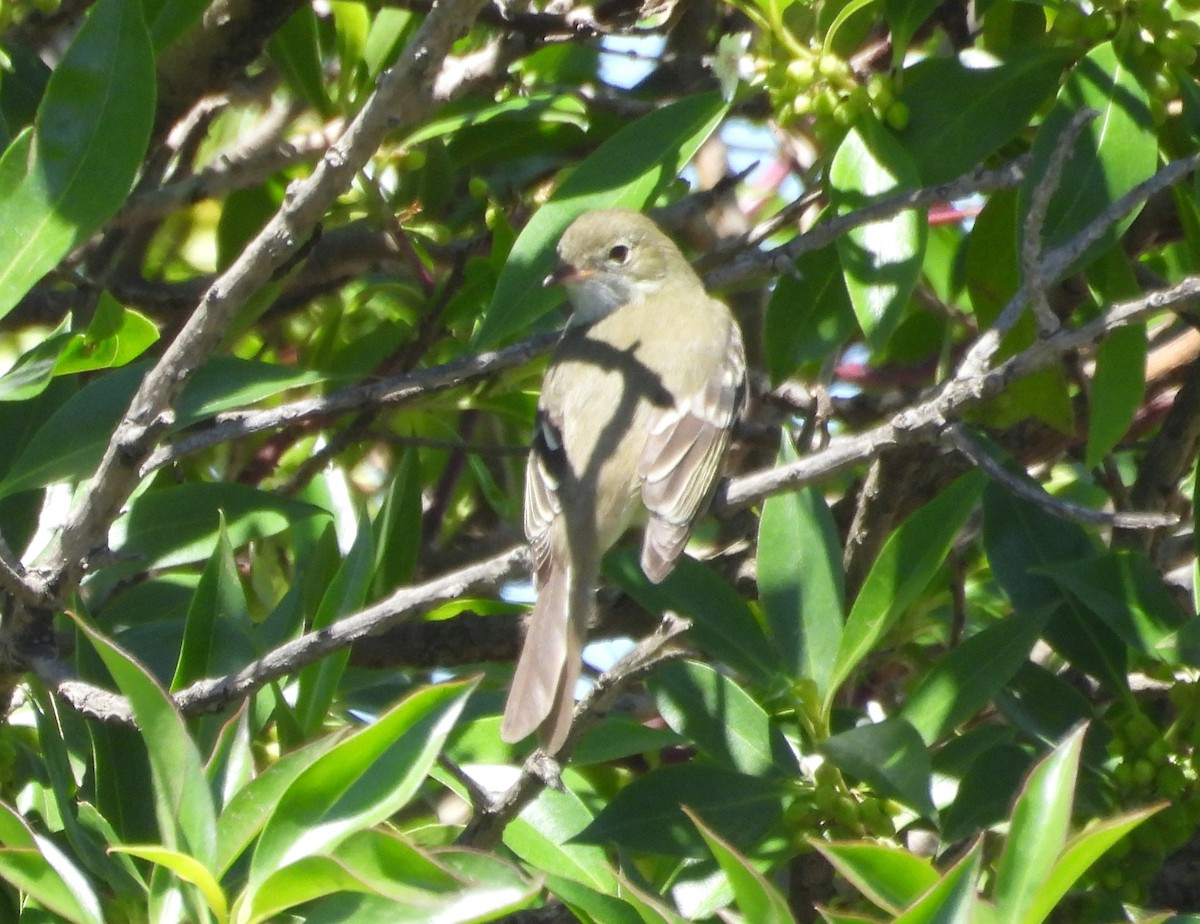 Small-billed Elaenia - ML645561217