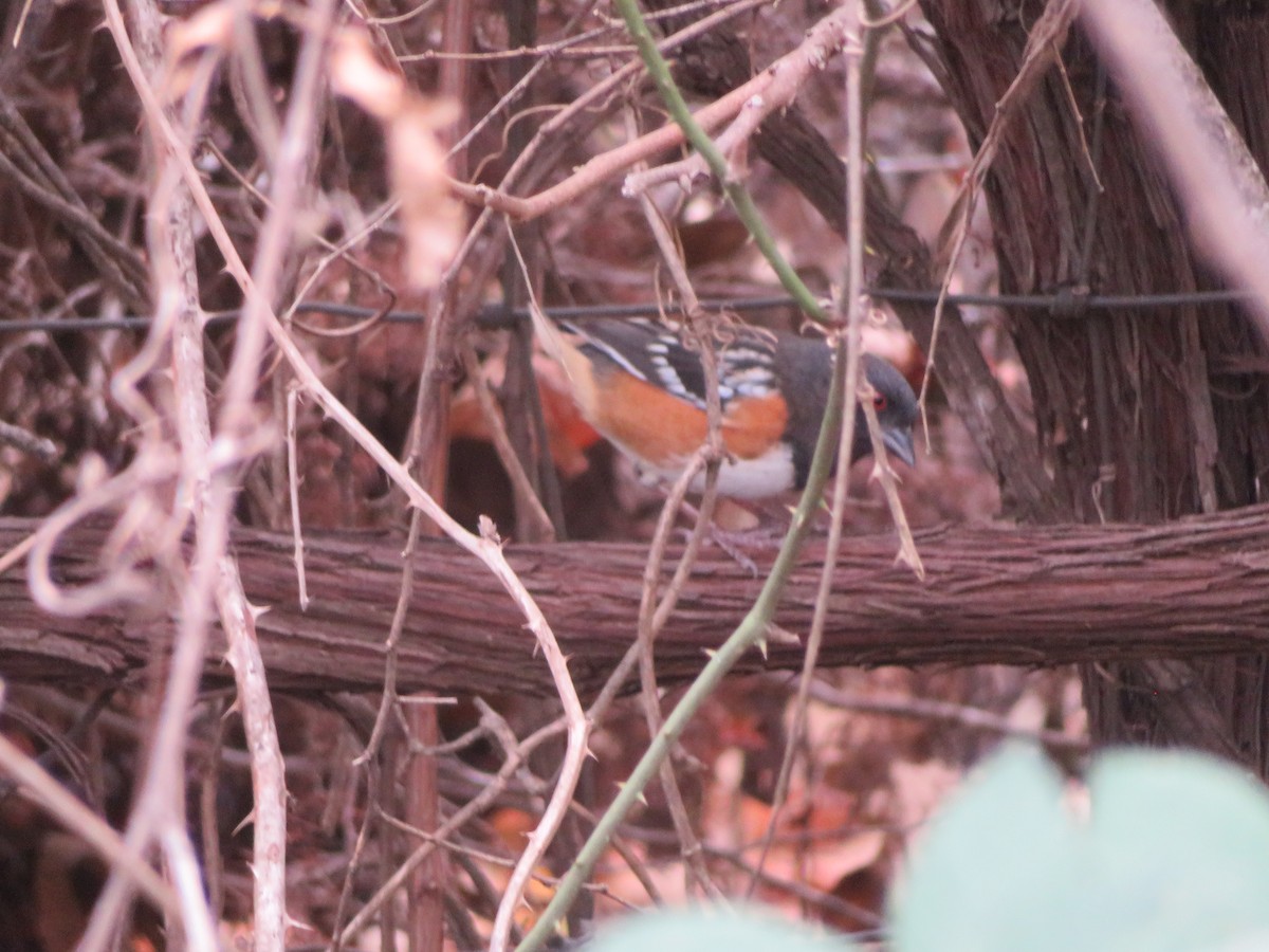 Spotted Towhee - ML645561218