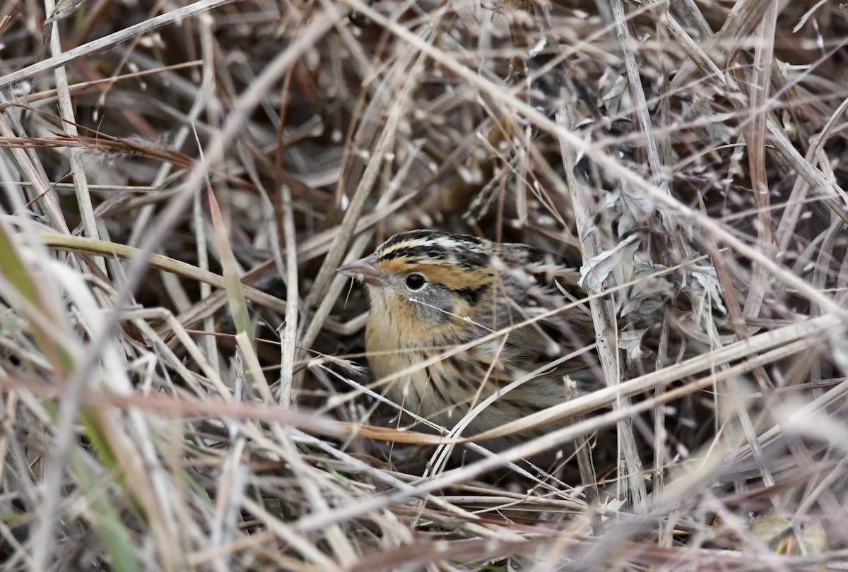 LeConte's Sparrow - ML645561220