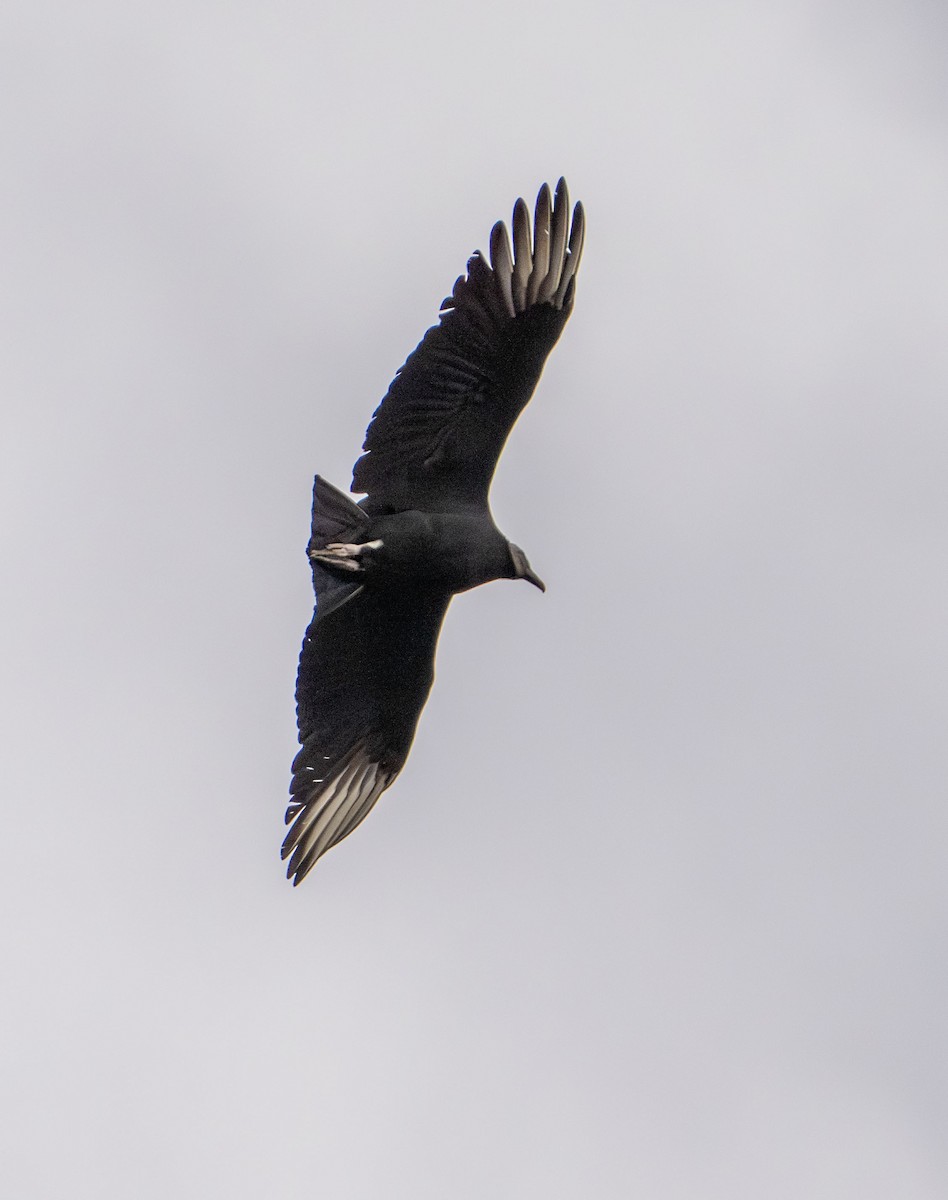 Black Vulture - ML645561235