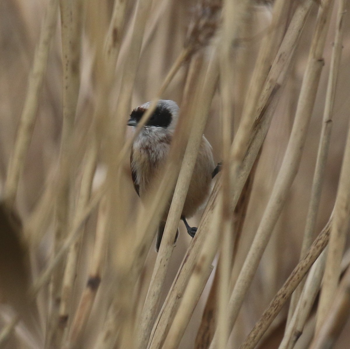 moudivláček lužní - ML645561237