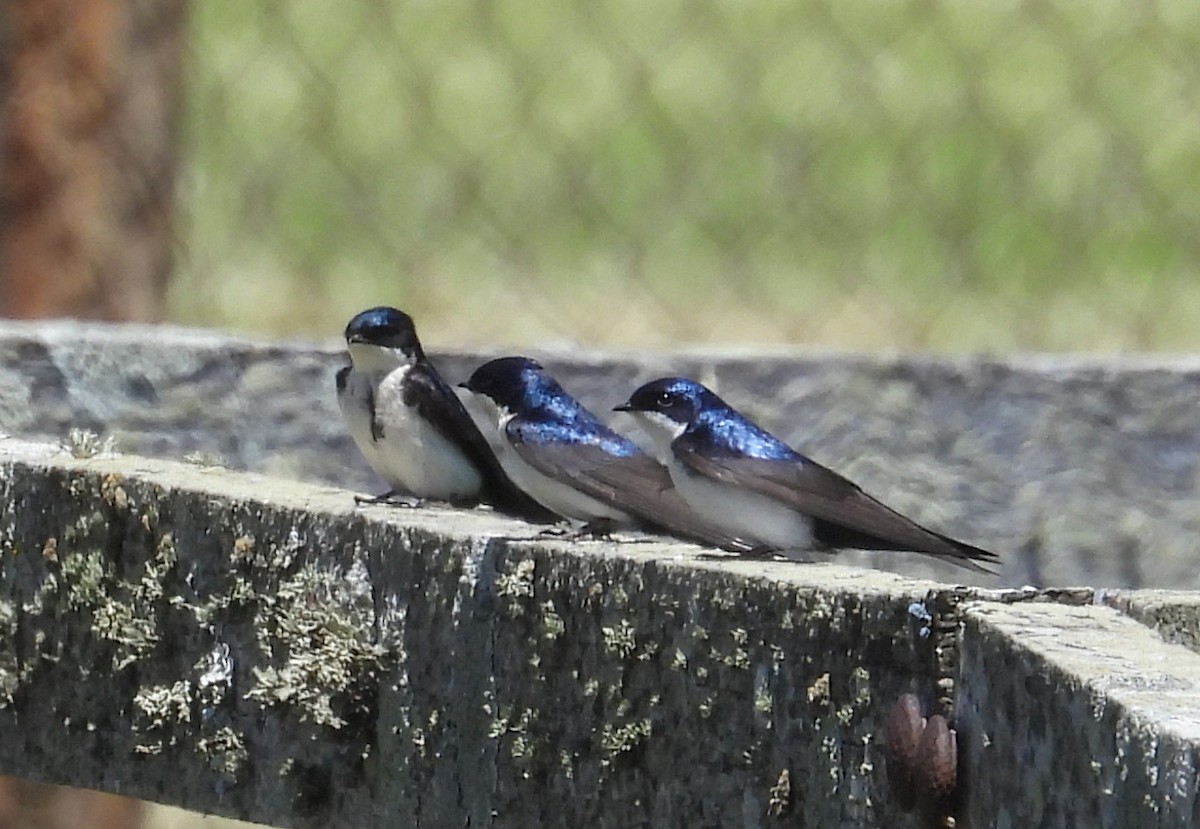 vlaštovka modrobílá - ML645561242