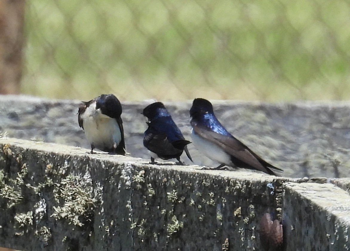 vlaštovka modrobílá - ML645561243