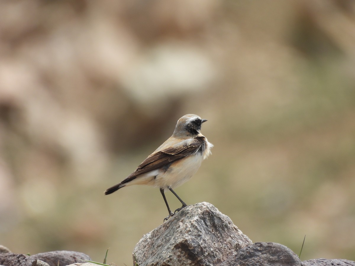Atlas Wheatear - ML645561253
