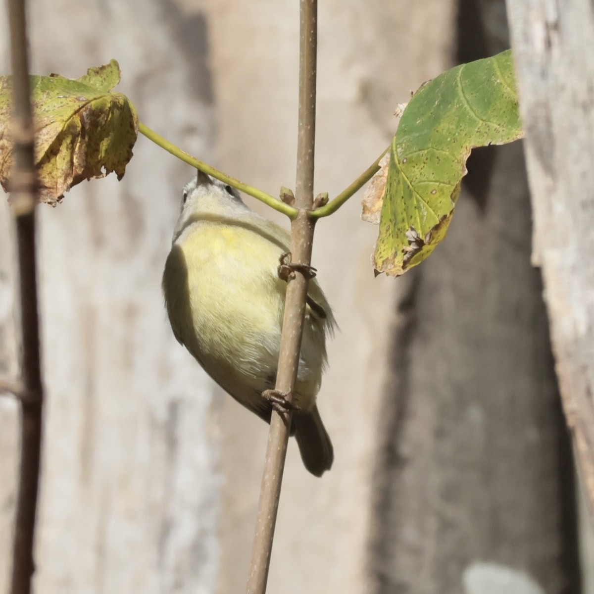 Turuncu Taçlı Ötleğen - ML645561254