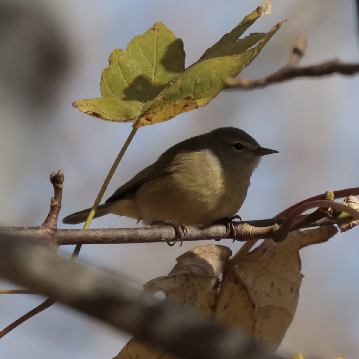 Turuncu Taçlı Ötleğen - ML645561255