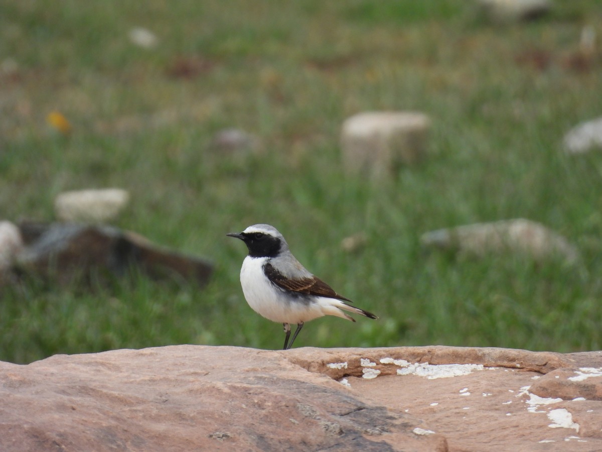 Atlas Wheatear - ML645561258