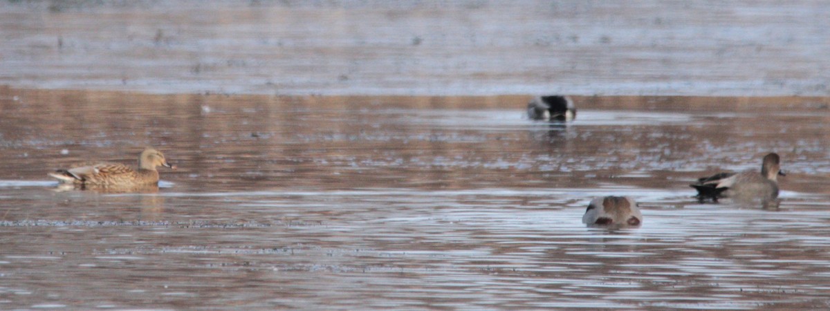 Gadwall - ML645561259