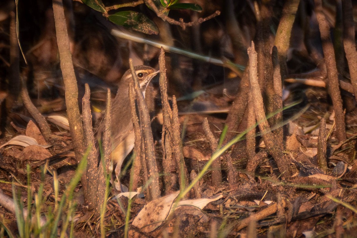 Bluethroat - ML645561263
