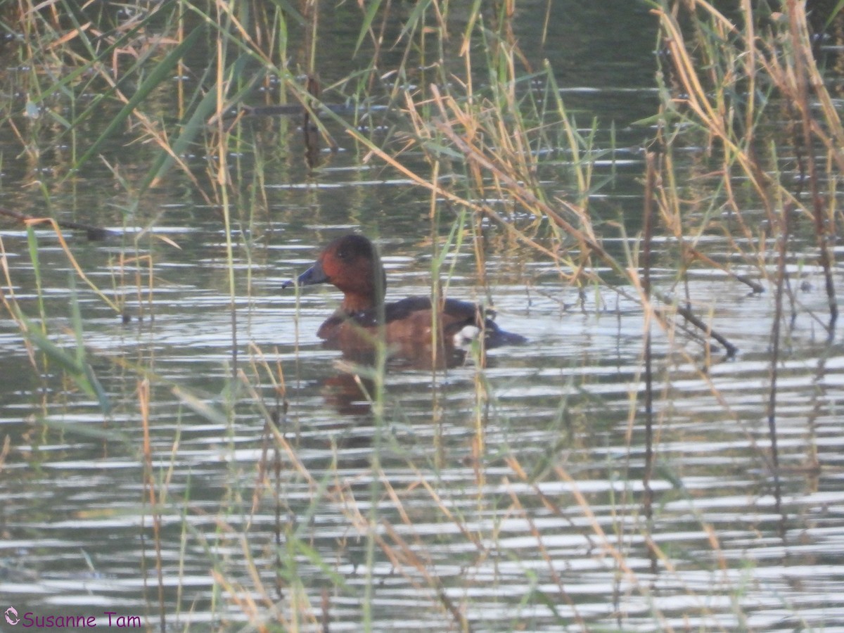 Ferruginous Duck - ML645561264