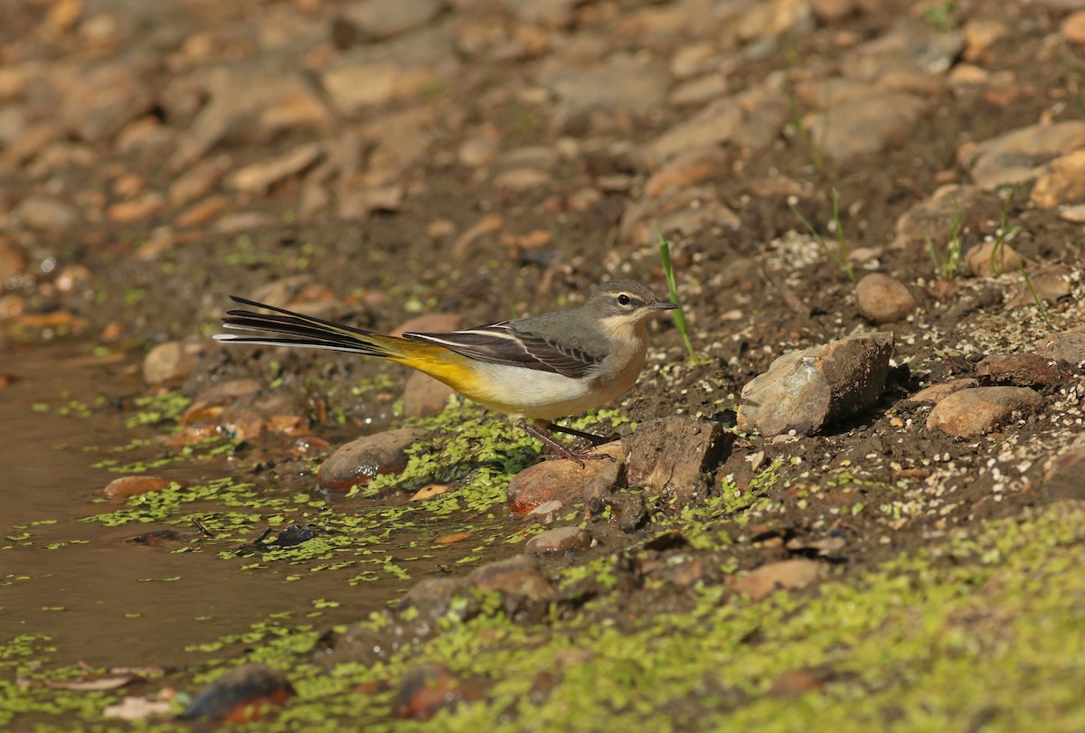 Gray Wagtail - ML645561266