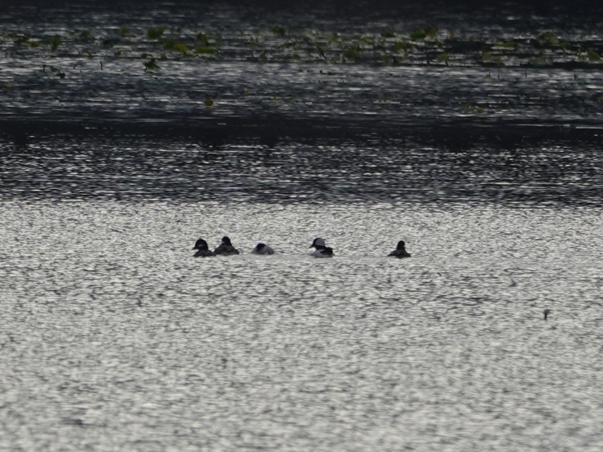 Bufflehead - ML645561267