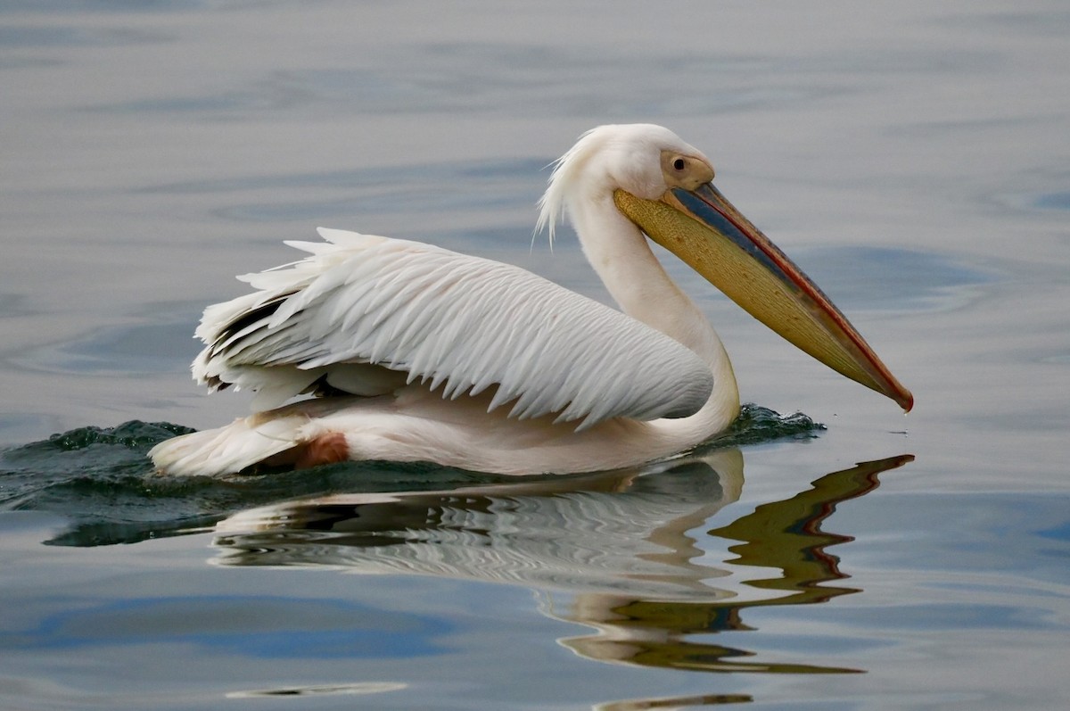 Great White Pelican - ML645561268