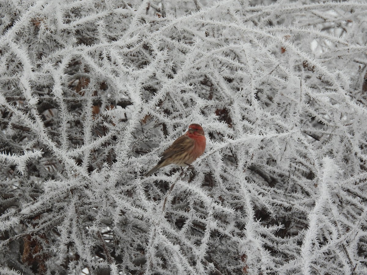 House Finch - ML645561269